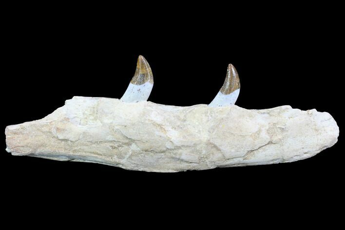 Archaeocete (Primitive Whale) Jaw Section - Basilosaur #89255